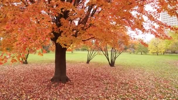 Handheld Panning Shot Right Left Large Colorful Sugar Maple Tree — Stock Video