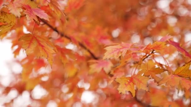 노란색 주황색의 단풍나무 클로즈업 Roll 배경에 초점의 나뭇잎 가지와 바람에 — 비디오