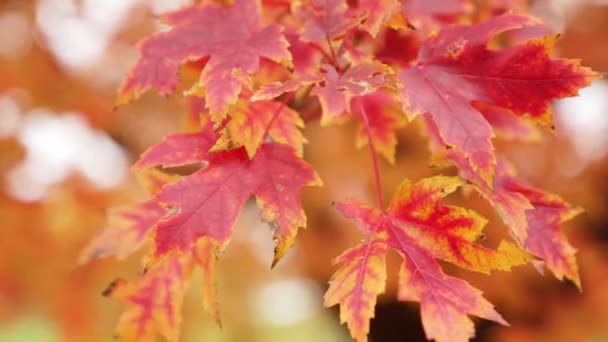 Plan Gros Plan Détaillé Une Branche Érable Sucre Colorée Aux — Video