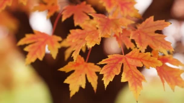 ゆっくりとした動きを閉じます赤い葉や黄色の葉や葉を持つ砂糖カエデの木のカラフルな枝のBロール秋には風に静かに動く — ストック動画