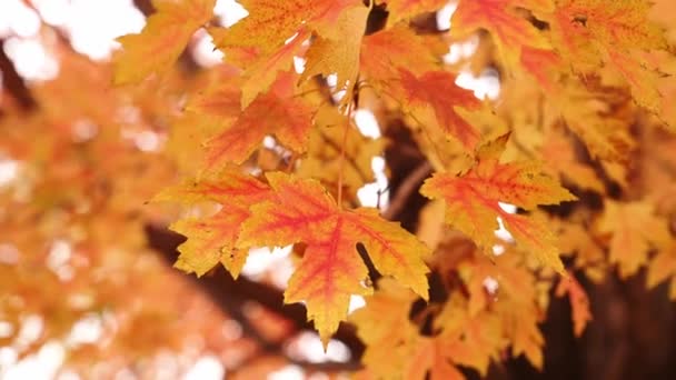 빨간색 노란색 주황색 잎사귀들 산들바람에 부드럽게 단풍나무 가지들의 — 비디오