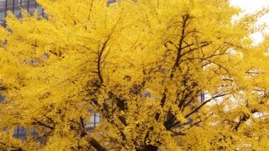 Sonbaharda parlak sarı yapraklı büyük bir ginkgo biloba ağacının çekimleri. Arka planda yüksek bir bina var..