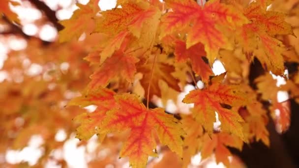 Vue Détaillée Ralenti Feuillage Coloré Automne Une Branche Érable Sucre — Video