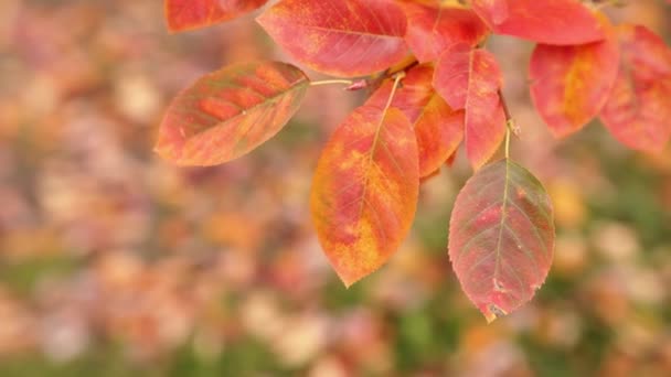 Panorámica Detallada Roll Alrededor Una Rama Colorida Árbol Cangrejo Con — Vídeos de Stock