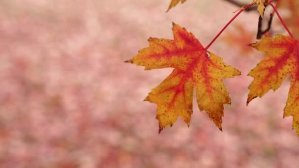 Vue Rapprochée Couple Feuilles Tiges Rouges Orange Jaunes Balançant Dans — Video