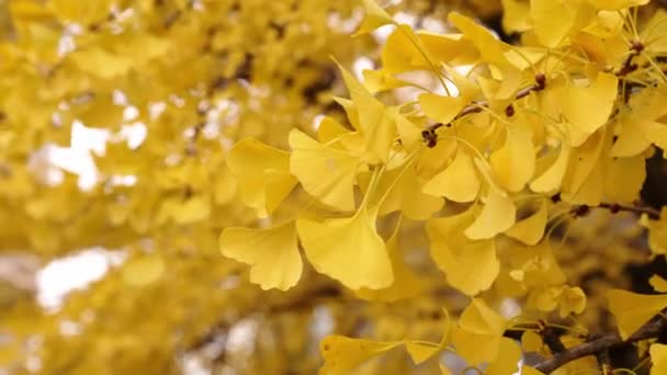 Eine Nahaufnahme Eines Ginkgo Bilobabaums Herbst Mit Leuchtend Gelben Fächerförmigen — Stockvideo