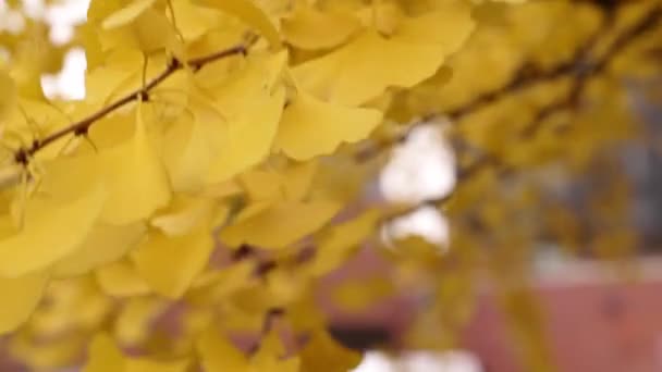 Gros Plan Vidéo Ralenti Une Branche Arbre Biloba Gingko Avec — Video