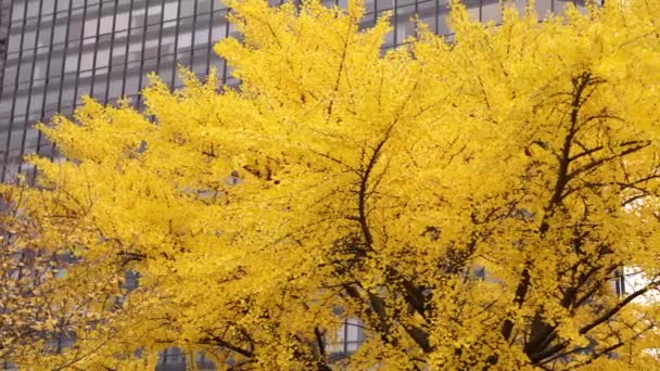 Panning Strzał Jasnożółtego Kolorowego Ginkgo Biloba Drzewo Jesienią Przed Wysokim — Wideo stockowe