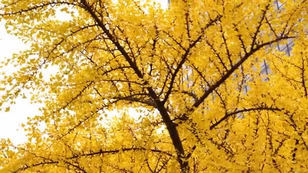 Panning Góry Strzał Gałęzi Ginkgo Biloba Drzewo Jesienią Jasnożółtymi Kolorowymi — Wideo stockowe