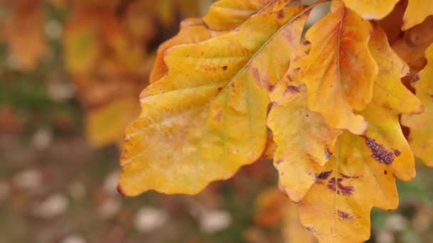 Captura Panorámica Cámara Lenta Hojas Roble Blanco Inglés Amarillo Naranja — Vídeos de Stock