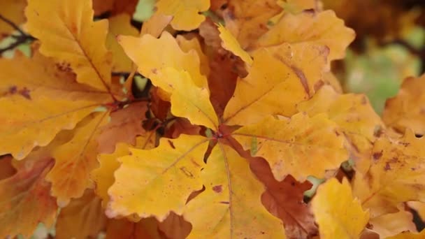 秋天或秋天 绿和棕色的英式白橡木叶开始凋谢 慢动作 — 图库视频影像