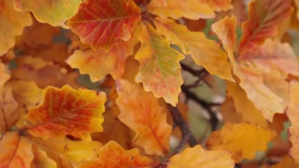 オレンジ 茶色のスローモーション パンニング ショットピークの葉が衰退し始める秋または秋の季節に英語の白いオークの木の葉 — ストック動画