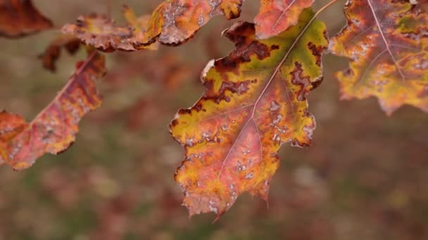 Close Panning Shot Van Verslechterende Rode Eiken Bladeren Met Groene — Stockvideo