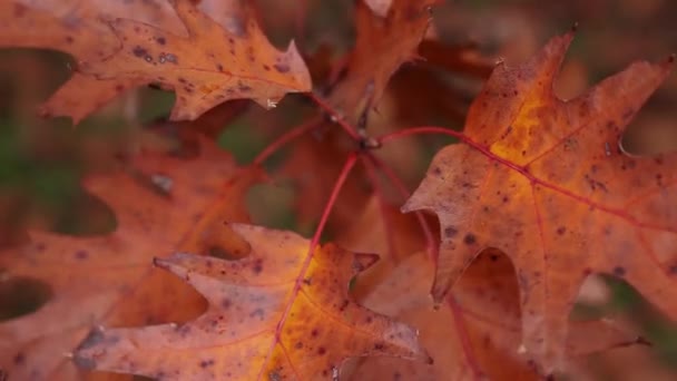 秋や秋に茶色や黄色に変化した北部の赤いオークの葉のパンニングの詳細ショットを閉じる — ストック動画