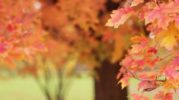 Zeitlupen Clip Von Einer Handvoll Blätter Die Herbst Neben Einem — Stockvideo