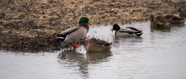 Eine Gruppe Wilder Männlicher Und Weiblicher Stockenten Schwimmt Und Badet — Stockfoto