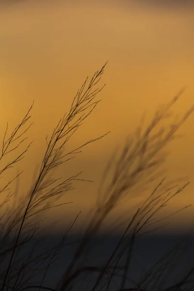 Beautiful Nature Background Photograph Tall Grass Swaying Breeze Beach Chicago — Stockfoto