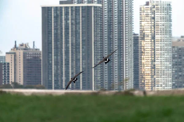 Two Canadian Geese Fly Front Highrise Condo Buildings Chicago Grass — Foto Stock
