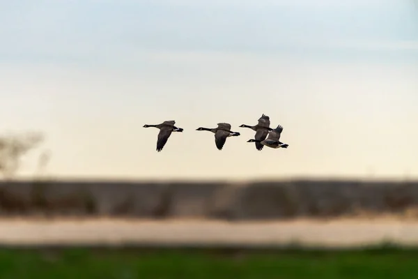 Small Flock Canadian Geese Fly Horizon Beach Chicago — Stock Photo, Image