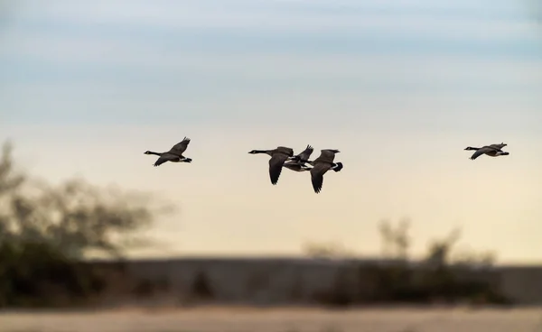 Small Flock Canadian Geese Fly Horizon Beach Chicago — Stock Photo, Image