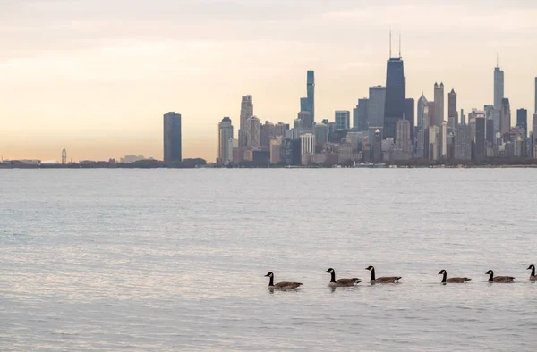 Panorama Flock Canadian Geese Swimming Front Chicago Skyline Sunrise Autumn — стоковое фото