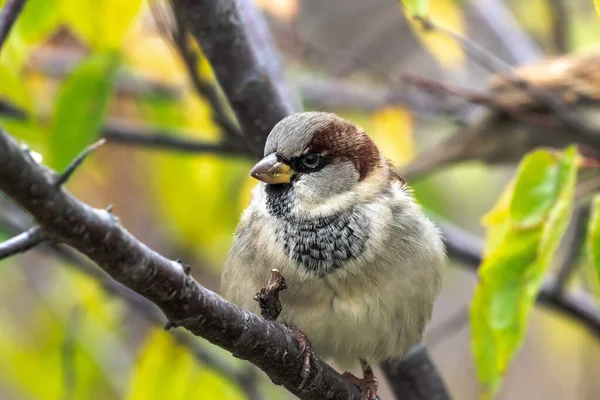 Close Bird Wildlife Photograph Male House Sparrow Perched Tree Branch — Zdjęcie stockowe