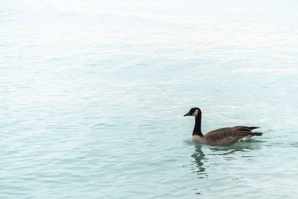 Один Канадский Гусь Плавает Плавает Голубой Воде Озера Мичиган Чикаго — стоковое фото