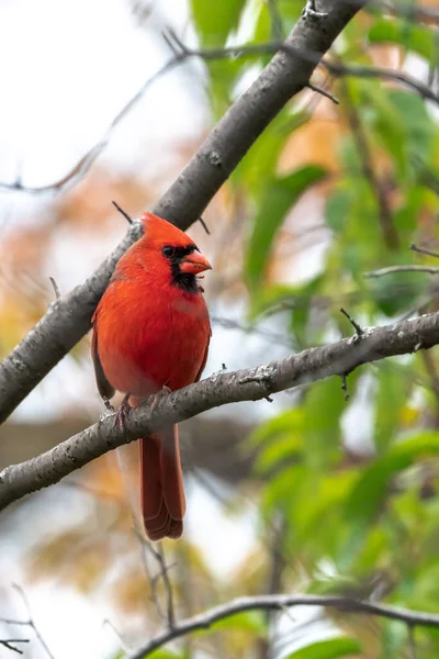 Closeup Wildlife Bird Photograph Adult Male Northern Cardinal Perched Tree — Zdjęcie stockowe