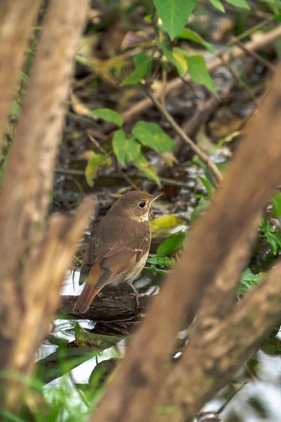 Wildlife Bird Photo Small Hermit Thrush Sitting Branch Wetland Area — Stock Photo, Image