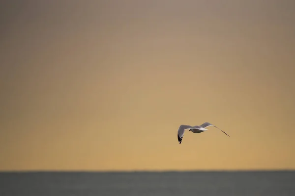 Beautiful Wildlife Photo Seagull Flying Water Lake Michigan Orange Sky — Stock Photo, Image