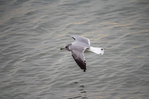 Wildlife Photograph Seagull Flying Gliding Low Dark Water Lake Michigan — Stock Photo, Image
