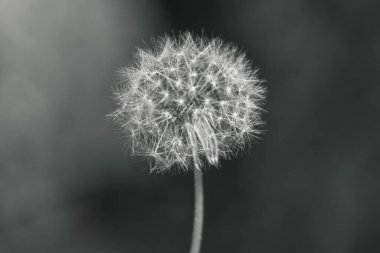 Bir karahindiba çiçeğinin izole edilmiş siyah beyaz fotoğrafı bulanık bir bokeh arka planla tohum vermeye gitmiş..