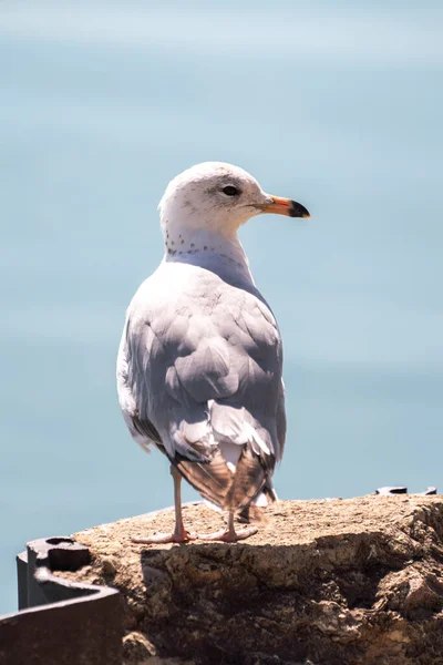 Gray White Seagull Sits Concrete Metal Sheet Piles Shore Lake — Stock Photo, Image