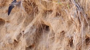 A close up panning shot of the side of a sand dune wildlife habitat with grassy texture and holes home to numerous swallow bird nests built in.