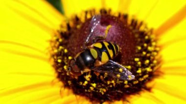 Tracked macro view of a black and yellow hoverfly pollinating a bright yellow Black-Eyed Susan flower.