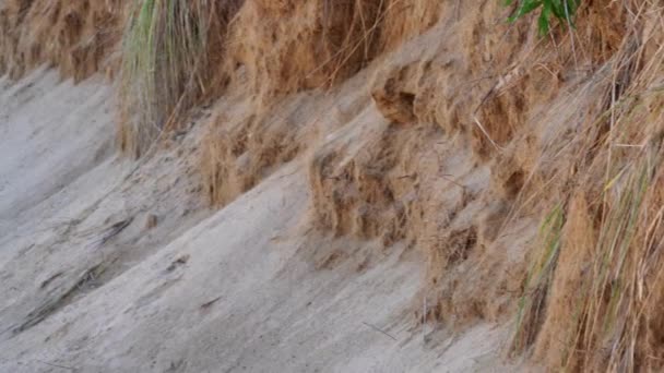Close Panning Shot Side Sand Dune Wildlife Habitat Grassy Texture — Stockvideo