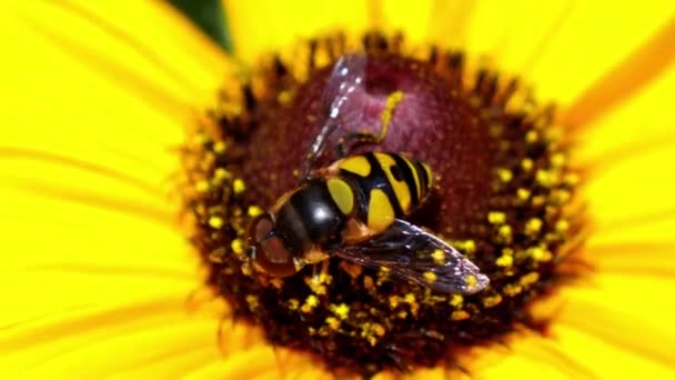Tracked Macro View Black Yellow Hoverfly Pollinating Bright Yellow Black — Vídeo de Stock