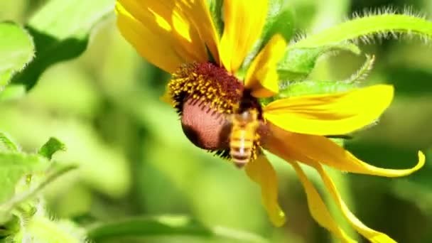 Black Eyed Susan Flower Swaying Wind Bright Sunny Day Honey — Vídeos de Stock