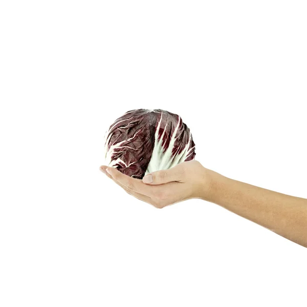 Radicchio repolho bio dedo alimento mão segurando dieta receitas salada saudável vegetariano isolado — Fotografia de Stock