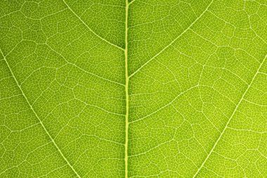 yaprak damarları ağı fotosentez bahar yaprak yeşil yüzey makro doku dallı