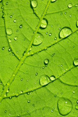 Water drop dew drop leaf lotuseffekt plant veins spring leaf surface macro network clipart