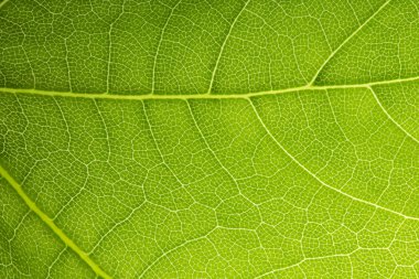 yaprak damarları ağı fotosentez bahar yaprak yeşil yüzey makro doku dallı