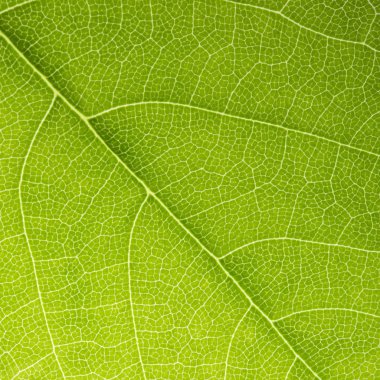 Leaf veins branched network photosynthesis spring green leaf surface macro texture clipart