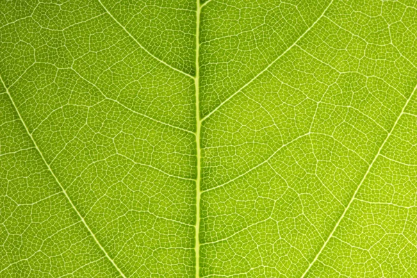 Veias foliares rede ramificada fotossíntese primavera folha verde superfície macro textura — Fotografia de Stock