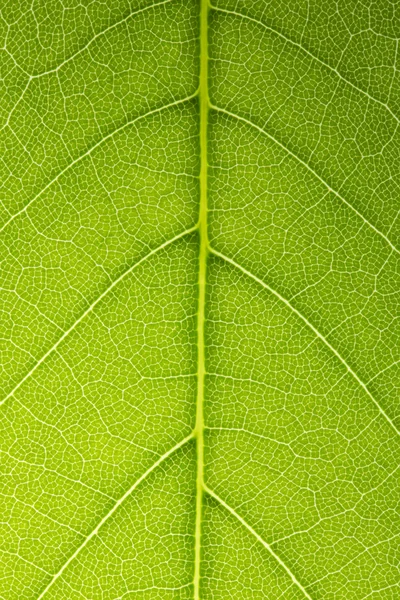 Leaf veins branched network photosynthesis spring green leaf surface macro texture — Stock Photo, Image