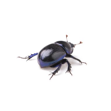 Dung beetle scarab beetle lucky black beetle insect pest control pests woodbeetle clipart