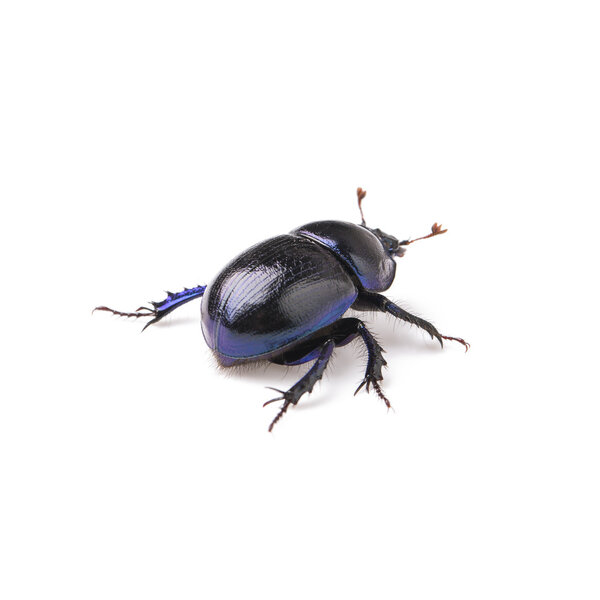 Dung beetle scarab beetle lucky black beetle insect pest control pests woodbeetle