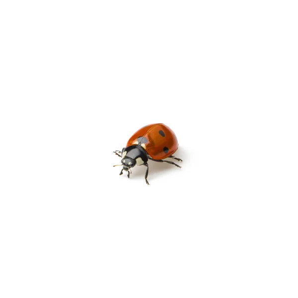 Божья коровка красная пятнистая биология насекомых Май счастливый талисман весенний летний макрозоология — стоковое фото