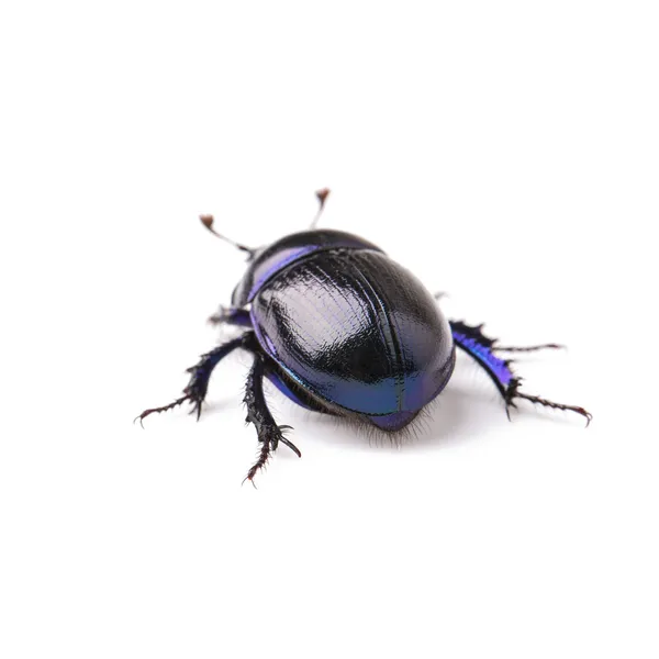 Dung beetle scarab kever gelukkige zwarte kever insect pest control plagen woodbeetle — Stockfoto