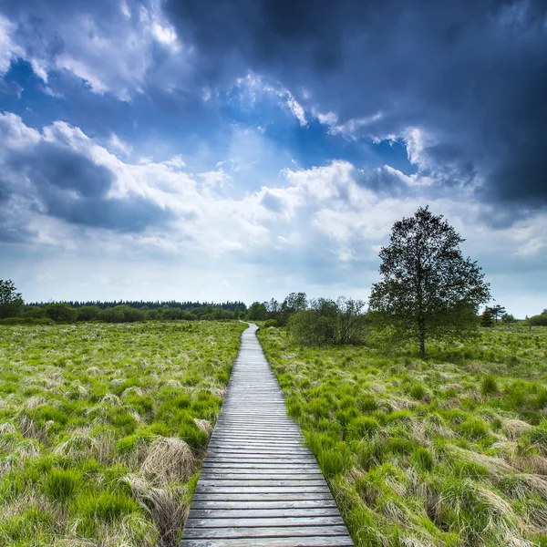 Υψηλά των Βεν boardwalk trail Βέλγιο eifel φύση πάρκο moorland σύννεφα τουρισμού — Φωτογραφία Αρχείου